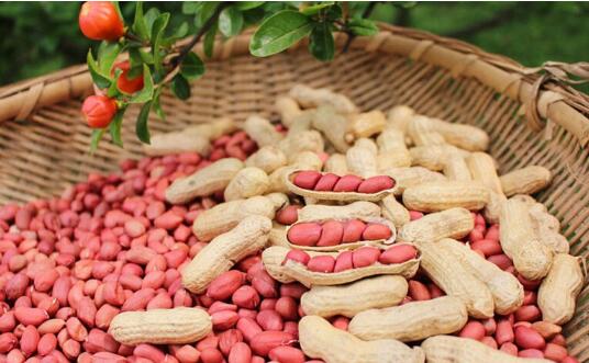 花生期貨上市時(shí)間，花生期貨知識(shí)