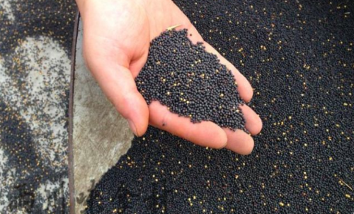 菜粕期貨是什么時(shí)候上市的？怎么交