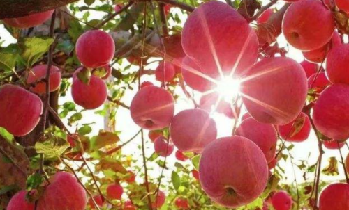 一手蘋果期貨的交易成本是多少？在