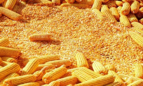 最近玉米期貨會大漲嗎？做一手玉米